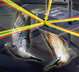 BirdBlazer